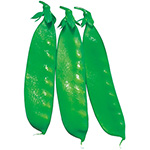 絹莢エンドウ・シャンパーニュ（白花・矮性）