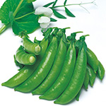 スナップエンドウ・ジャッキー（白花・つるあり）