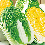 ハクサイ・オレンジクイン