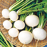 カブ・耐病ひかり