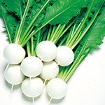 小カブ・CRもちばな