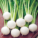 小カブ・なつばな