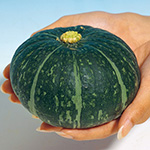 西洋カボチャ・ほっこり姫