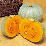 西洋カボチャ・夢味
