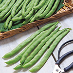 つるありインゲン・ケンタッキー101