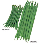 つるありインゲン・スラットワンダー