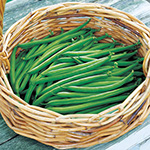 つるなしインゲン・美咲みどり