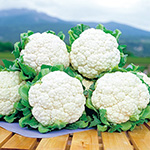カリフラワー・スノークラウン