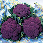 カリフラワー・バイオレットクイン