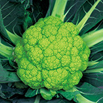 カリフラワー・グリングリーン