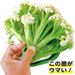 カリフラワー・ゆきのこ65