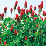 クリムソンクローバー・ディクシー