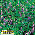 ヘアリーベッチ・ナモイ