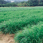 アウェナ ストリゴサ（えん麦 野生種）・ネグサレタイジ