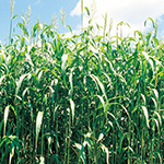 ソルガム（ソルゴー）・緑肥用ソルゴー