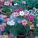 コスモス・ソナタ プレミアム ミックス