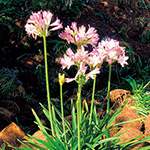 アガパンサス・ブラッシュピンク