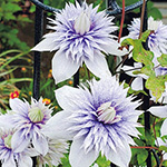 クレマチス・水面の妖精