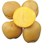 じゃがいも・ながさき黄金 農水省登録品種