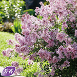 四季咲きライラック・ジョシー