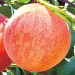 モモ・YD苗 あかつき