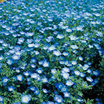 ネモフィラ・インシグニスブルー