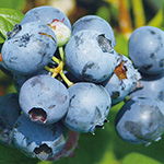 ブルーベリー・オニール