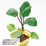 ナス・とげなし千両二号×台木トルバム苗（7月）| 種・苗・ガーデニング