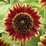 ひまわり・フロリスタン| 種・苗・ガーデニング用品の【タキイネット通販】