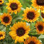 ひまわり・ソニア| 種・苗・ガーデニング用品の【タキイネット通販】