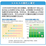 コスモス・センセーション 混合| 種・苗・ガーデニング用品の【タキイ