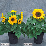矮性ひまわり・F1スマイルラッシュ| 種・苗・ガーデニング用品の