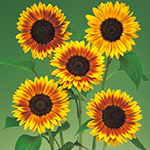 ひまわり・F1サンリッチ マロンLD| 種・苗・ガーデニング用品の