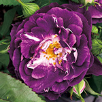 バラ・リナルド 農水省品種登録出願中(品種名:2021カワモRIN）| 種・苗