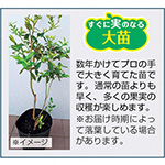 ブルーベリー・シャープブルー【大苗】| 種・苗・ガーデニング用品の