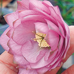 クリスマスローズ・アンティークピエラ| 種・苗・ガーデニング用品の