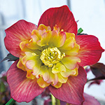 クリスマスローズ・カメレオン| 種・苗・ガーデニング用品の【タキイ