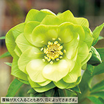 クリスマスローズ・ピエラ(ピエラダブル)| 種・苗・ガーデニング用品の