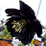 〈匿名発送〉101 クリスマスローズ 段咲き sd 株分け ブラック 匿名発送〉101 クリスマスローズ 段咲き sd 株分け ブラック 匿名発送