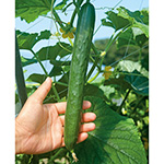 まがったキュウリ スーパーキュウリ つよっしー（R）苗（5月A）| 種・苗・ガーデニング