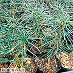 高野槙| 種・苗・ガーデニング用品の【タキイネット通販】