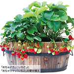 苺④ケイケイさん専用 宇南プレミアム 贈答仕様ダブル（品種とちあいか） - FarmOkoshi