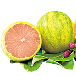 斑入りレモン・ピンクレモネード| 種・苗・ガーデニング用品の【タキイ