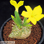 多肉植物（コーデックスプランツ）・恵比寿笑い| 種・苗・ガーデニング