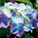 アジサイ　ラグランジアン　オーロランジュ　花苗木 ラグランジア オーロランジュ 花木苗 3.5号/お買い得4個セット 花木