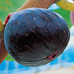 イチジク(ビオレソリエス) ビオレソリエス イチジク 秋果専用種の特徴と育て方 | 苗木部の部室