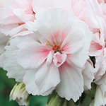 733-NZR033.jpg?202602031613