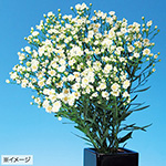 雪白柳葉友禅菊| 種・苗・ガーデニング用品の【タキイネット通販】