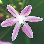 ベッセラ・エレガンス ピンクフォーム| 種・苗・ガーデニング用品の