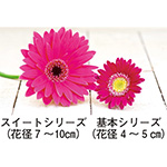 733-WGB919.jpg?202602031613